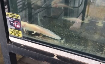 Acuario Pepe Pez