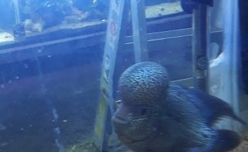 Acuario Pepe Pez