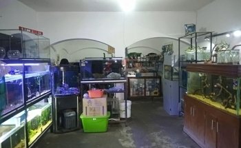 Acuario Pepe Pez
