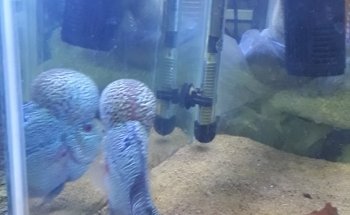 Acuario Pepe Pez