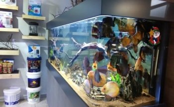 Acuario Hiroshi Galeria