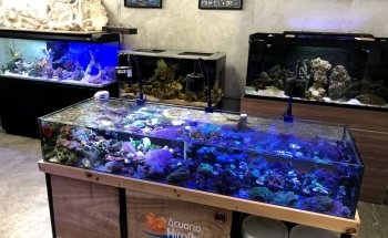 Acuario Hiroshi Galeria