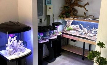 Acuario Hiroshi Galeria