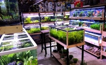 Acuario Hiroshi Galeria