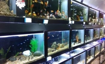 Acuario Hiroshi Galeria