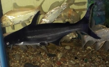 AQUARIUS SAN CAYETANO