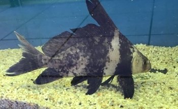 Sea World Acuario
