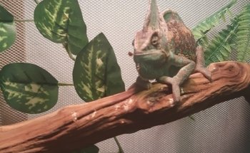 The House of Reptiles