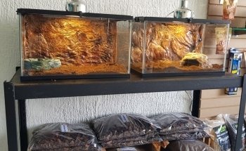 The House of Reptiles