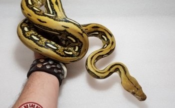 The House of Reptiles