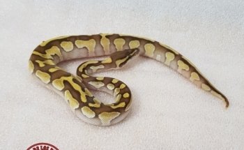 The House of Reptiles