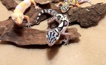 The House of Reptiles