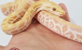 The House of Reptiles