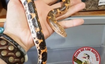 The House of Reptiles