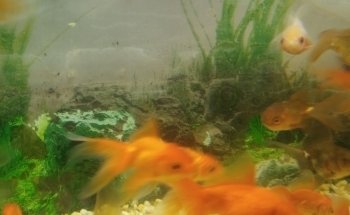 Acuario Hábitat