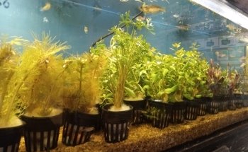 Acuario Hábitat