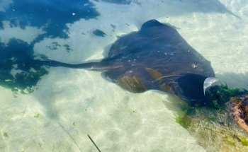 Irukandji Shark & Ray Encounters