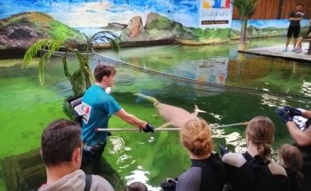 Irukandji Shark & Ray Encounters