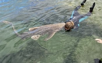 Irukandji Shark & Ray Encounters