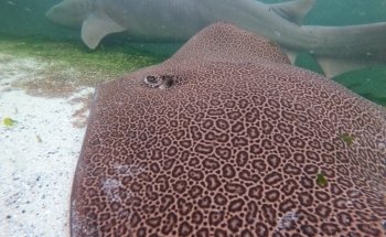 Irukandji Shark & Ray Encounters