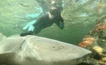 Irukandji Shark & Ray Encounters
