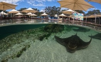 Irukandji Shark & Ray Encounters