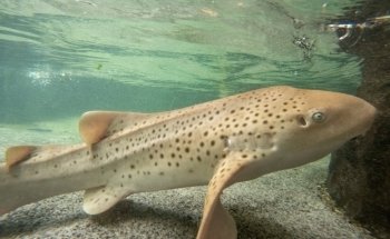 Irukandji Shark & Ray Encounters