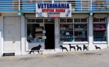 Roadrunner Guaycura Veterinary Clinic