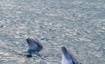 Delphinus Punta Cancún