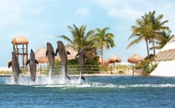 Delphinus Punta Cancún