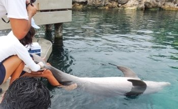 Delphinus Punta Cancún