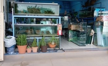 Acuario Borrayos