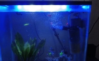 Acuario Borrayos