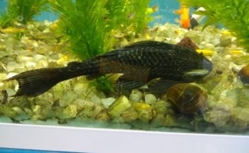Acuario Borrayos