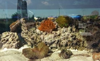 Acuario Borrayos