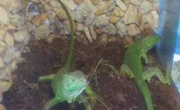 Acuario Borrayos