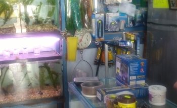 Acuario Borrayos