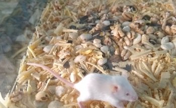 Acuario Borrayos