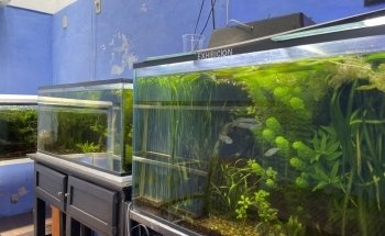 Acuario 23