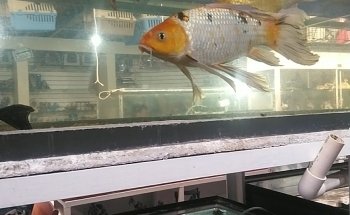 Acuario 23