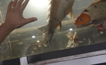 Acuario 23