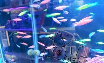 Acuario Aqua Pet Colima MATRIZ