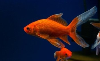 Petstore México