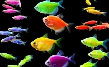Acuario Williams