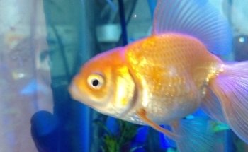 Acuario Williams