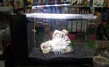 Acuario Williams