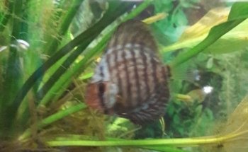 Acuario Williams