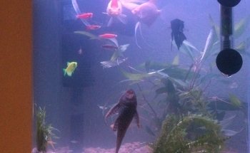Acuario Williams