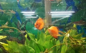 Acuario Williams