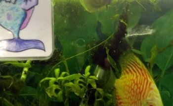 Acuario Williams